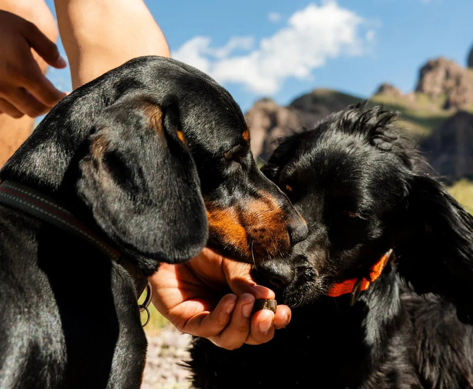 Two dogs sniffing a hand outdoors with mountains in the background.