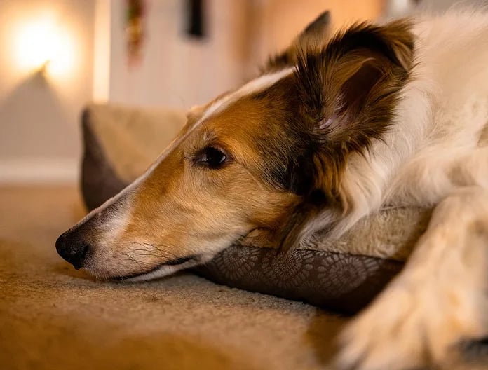 Dog resting outdoors