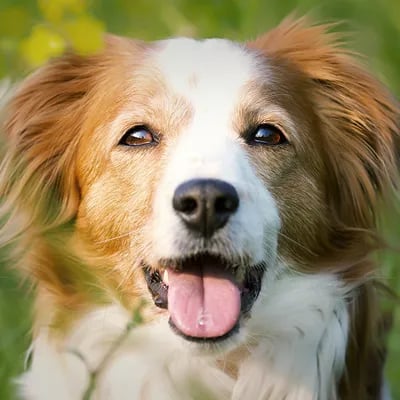 Happy dog outdoors