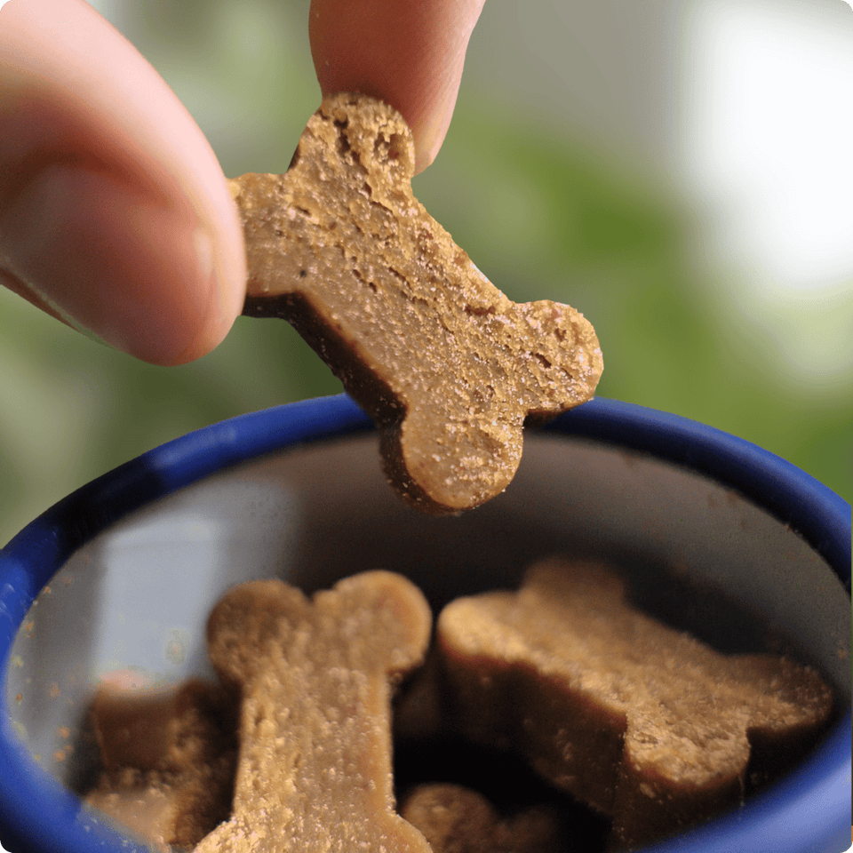Dog with BetterWild Allergy Relief