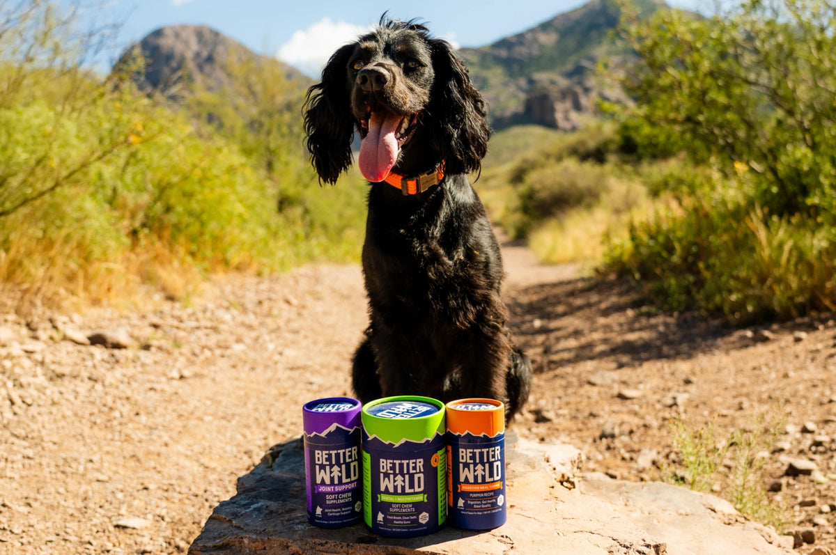 Vet-Trusted Wellness for your Dog