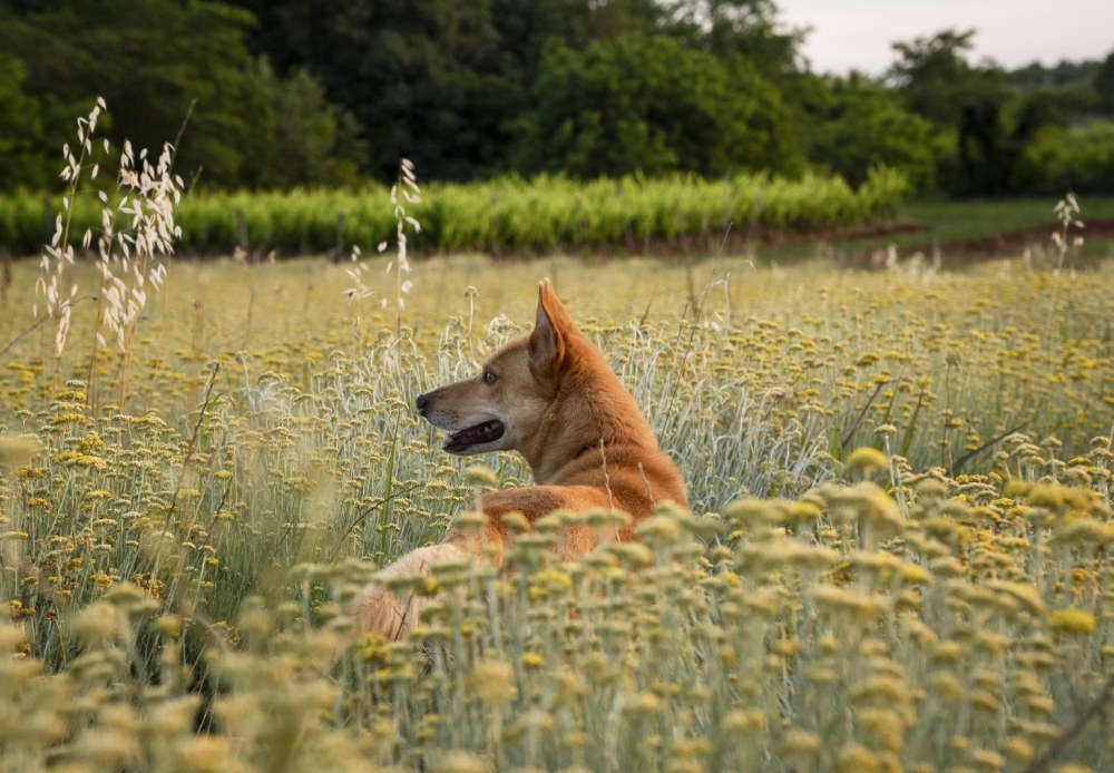 A dog lying in a field of wildflowers with trees in the background.