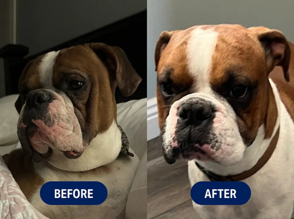 Before and after of Ryan’s dog